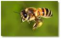 L’ape Milli insegna…