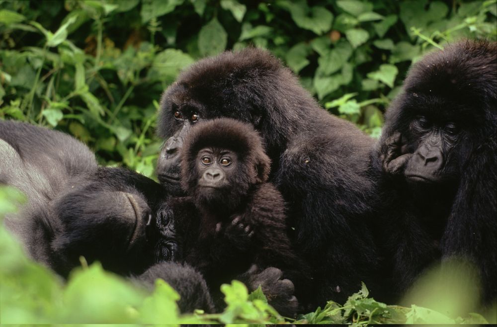 I Gorilla del Congo in pericolo