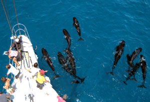 La “moda” in campo per salvaguardia dei cetacei