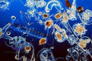Il fitoplancton all’origine della vita