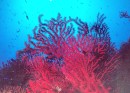 Piante rosse… non solo coralli