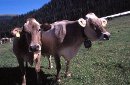 Test contro l’abuso di steroidi nei bovini
