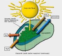 Energia pulita dalla fotosintesi