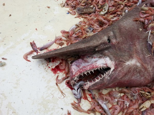 Dagli abissi, in Florida, pescato un raro esemplare di squalo Goblin